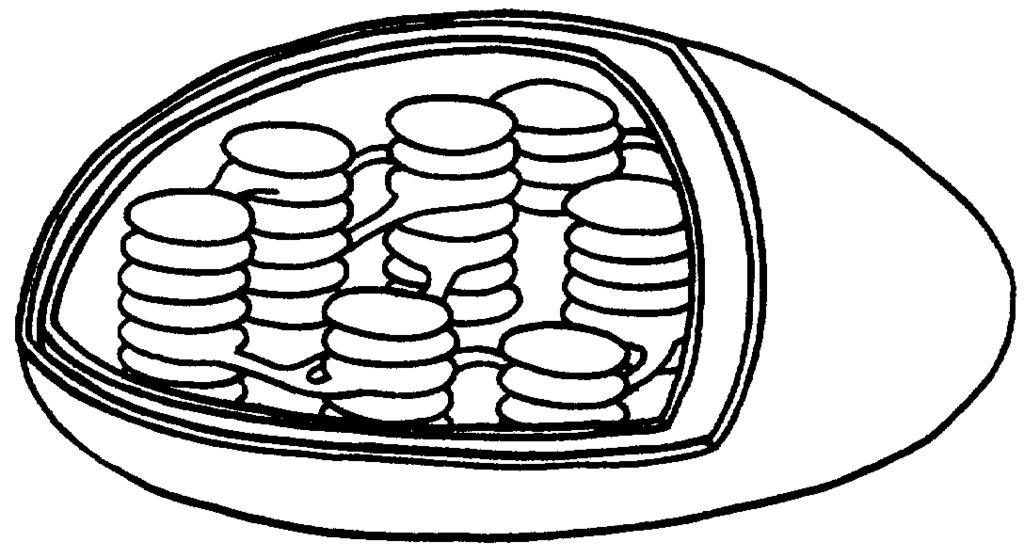 FIGURE 1-CHLOROPLAST 9. How many membranes surround a chloroplast? 10. The outer membrane is S. 11. The INDIVIDUAL SACS formed by the inner membrane are called and are arranged in like pancakes. 12.