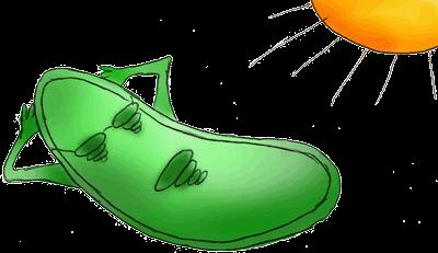 Name: Chloroplasts and Mitochondria Plant cells and some algae contain an organelle called the chloroplast.