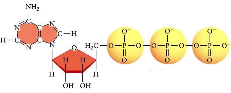 Figure 4: Color the 5-carbon sugar red and label it RIBOSE. Color and label the nitrogen-base dark blue. Color and label the 3 phosphate groups yellow. Color and label the 2 high-energy bonds green.