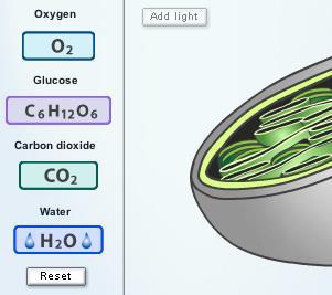 Name: Date: Student Exploration: Cell Energy Cycle Vocabulary: aerobic respiration, anaerobic respiration, ATP, cellular respiration, chemical energy, chlorophyll, chloroplast, cytoplasm, glucose,