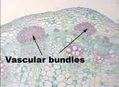Fibers are elongated sclerenchyma cells with thick cell walls and small lumens. They are found in association with vascular bundles, forming a bundle cap of cells just outside the phloem.