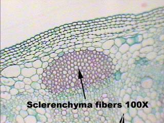 They should look something like the photograph below: Phloem Sclerenchyma Xylem Toward the outside of each vascular bundle is a cluster of sclerenchyma fibers.