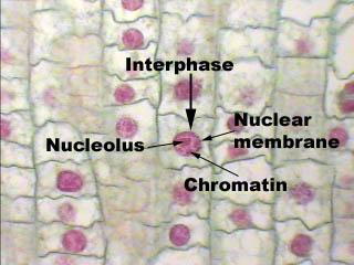 (2) Relatively large and intact nucleus. (3) Nuclear membrane is intact and can be seen.
