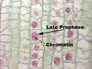 Prophase Prophase is the first phase of mitosis. The following characteristics define prophase: (1) The chromosomes become visible.