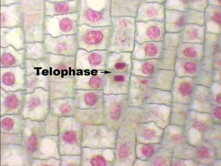 opposite poles. Telophase Telophase is the fourth stage of mitosis.