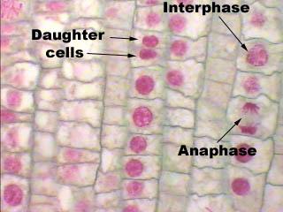 Daughter Cells The two cells that result from mitosis are called daughter cells. Genetically they are identical to the mother cell.