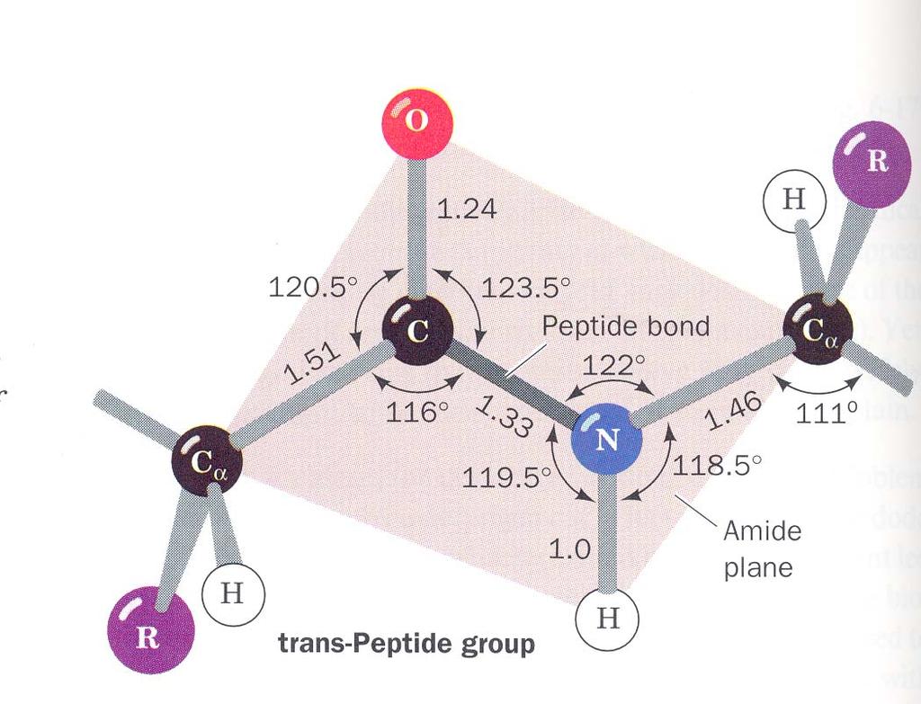 onsequences of double bond character in the peptide bond trans