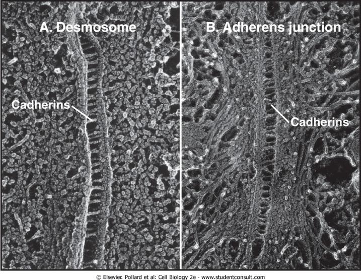 Links to cytoskeleton cluster cadherins in desmosomes and adhering junctions.