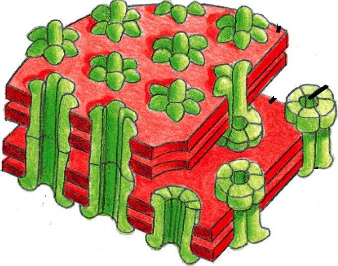 Connexins are transmembrane proteins that form ~1.5 nm pores between cells. 1.5 nm pore Connexins are proteins that make up the pores in gap junctions.