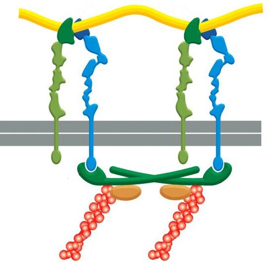 Integrins are cell surface receptors that link fibers of the extracellular matrix to the cytoskeleton.