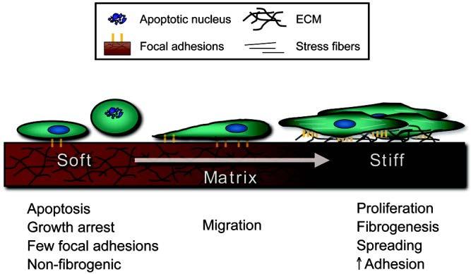 Stiffness of ECM regulates cell survival and proliferation. The composition and mechanical properties of the extracellular matrix affects cell behavior.
