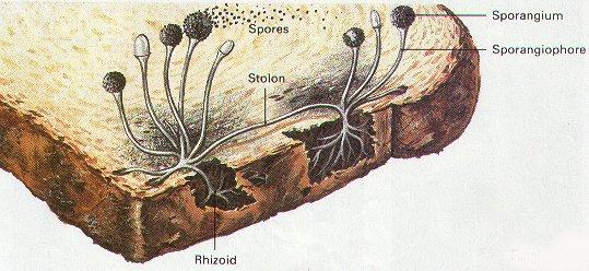Zygomycota: Zygomycetes are most commonly known as the bread molds. They are characterized by their sexual structure called the zygosporangium, the short diploid stage.