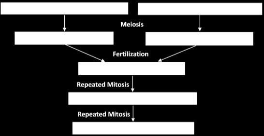 Meiosis and Fertilization Understanding How Genes Are Inherited 1 Introduction In this activity, you will learn how you inherited two copies of each gene, one from your mother and one from your