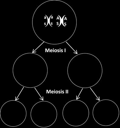 Meiosis produces genetically diverse gametes. To begin, you will model meiosis with this pair of model chromosomes. A person with chromosomes with these alleles would have the genotype AaSs.