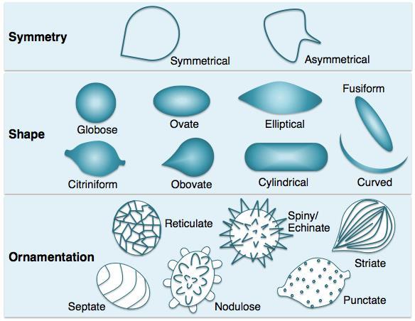 Figure 5. Diagram of fungal spore morphology including symmetry, shape, and ornamentation to aid in identification. Materials: 1.