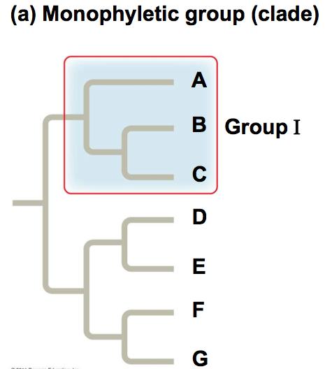 Types of Clades A valid clade is monophyletic, signifying