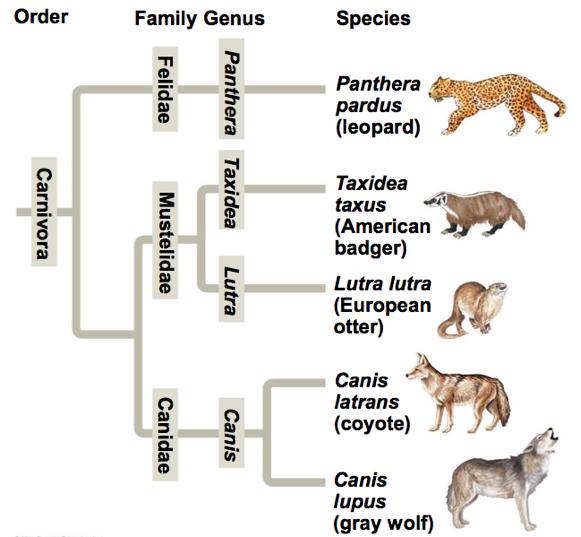 Linking Classification & Phylogeny The evolutionary history of a group of