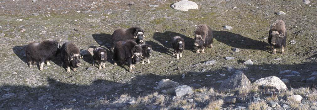 Fig. 60. Musk oxen are common in low-lying areas of northern East Greenland, where their only enemies are wolves and polar bears.