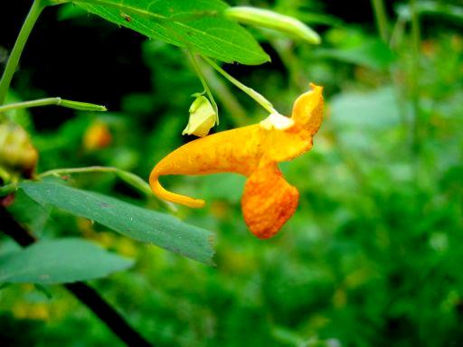 3 Non-random mating, Inbreeding and Population Structure. Jewelweed, Impatiens capensis, is a common woodland flower in the Eastern US.
