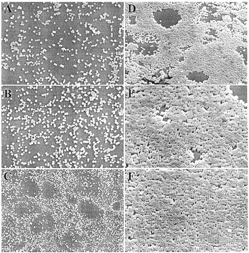 Fig. 11 SEM images showing various spots on aglass plate with different coverages of zeolite A crystals at magnifications of 3 (A), 4 (B), 1.5 (C), 3 (D), and 6 K (E, F). (From Ref. 146.