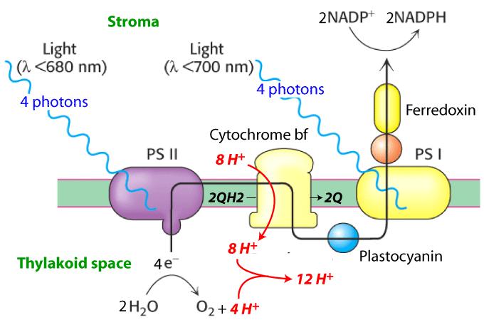 The Z Scheme of Photosynthetic Electron Transport The oxidation of 2 H 2 O requires 8 photons to transport 4 e - through the system, resulting in the accumulation of 12 H + in the thylakoid space and