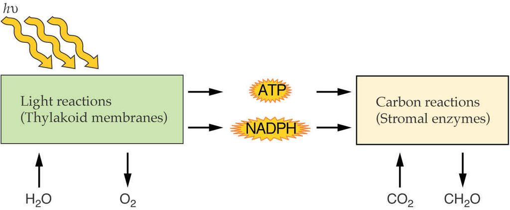 Together, the photosynthetic electron transport system and Calvin cycle (carbon fixation) convert sunlight energy into chemical energy (ATP, NADPH, triose phosphate), and in the process, oxidize H 2