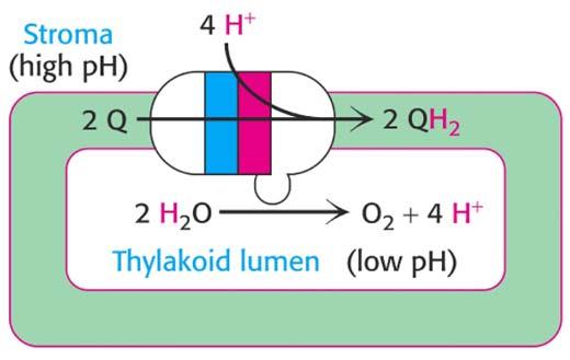 absorption of 4 photons leads to the reduction of two molecules of