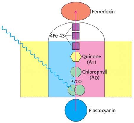 Electron flow diagram of PS I leading to generation of reduced ferredoxin