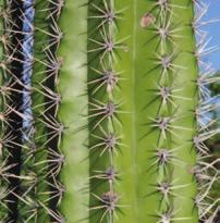 Desert Plants by Kate Herenger ILLUSTRATION CREDIT: 5 Scott MacNeill PHOTOGRAPHY CREDITS: Alamy; 1 Alamy; 2 Steven Poe/Alamy; 3 Alamy; 7 Alamy; 8 Dan Suzio/Photo Researchers, Inc.