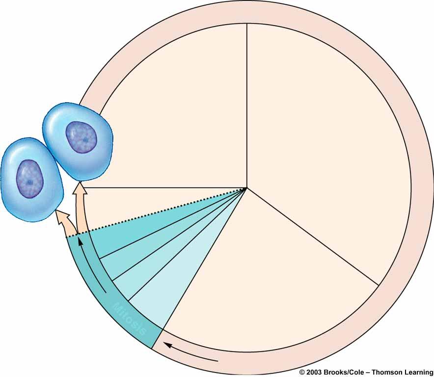 The Cell Cycle interphase G1 S Mitosis