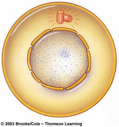 Interphase Gap 1 many cytoplasmic organelles are constructed; cell almost doubles in size Interphase Synthesis
