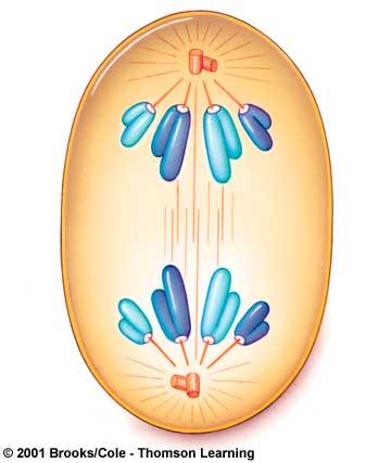 Anaphase Centromeres divide