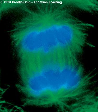 Telophase Cell elongates Nuclear membrane reforms