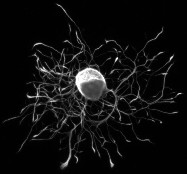 Cells vary widely in morphology Neuron
