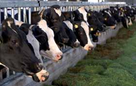 Food & Animal feed Animal feed and other food products are analyzed for several reasons, such as monitoring product quality and compliancy with official regulations.