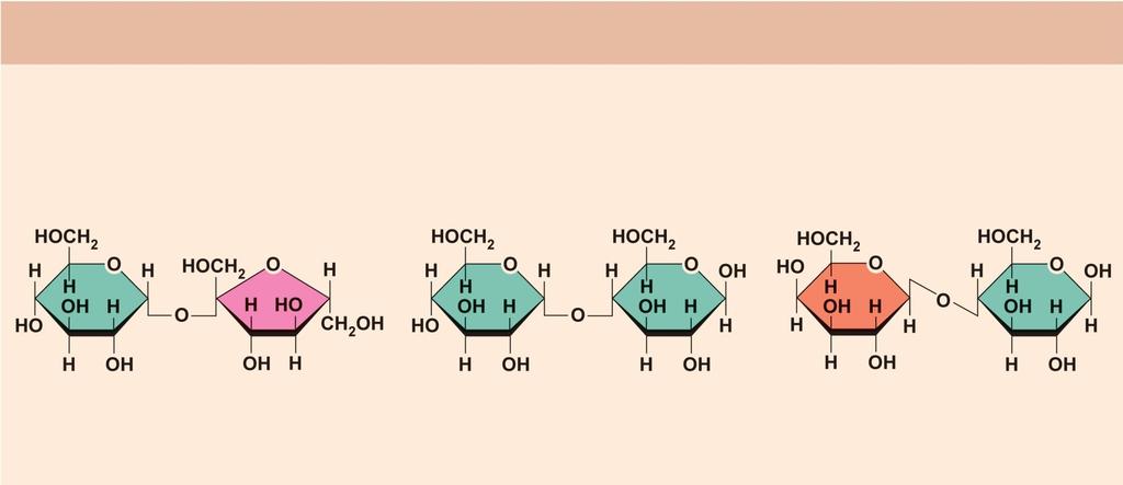 (b) Disaccharides Consist of two linked monosaccharides Example Sucrose, maltose, and lactose (these disaccharides are