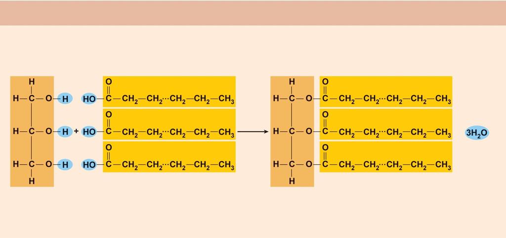(a) Triglyceride formation + Glycerol 3 fatty acid chains