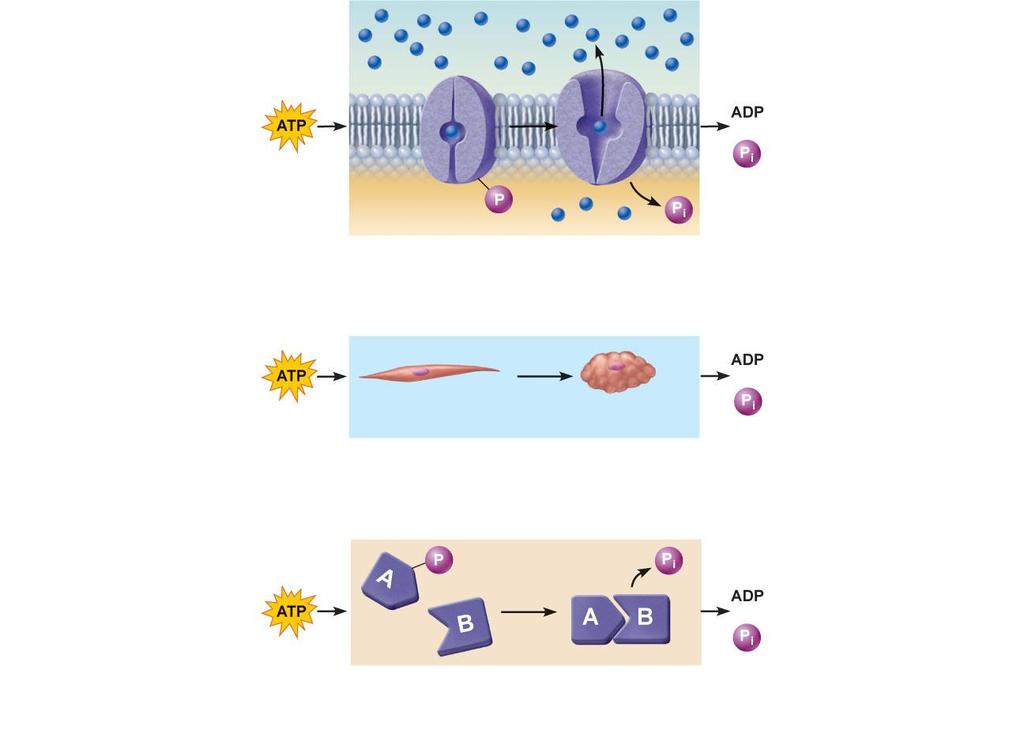 Solute + Membrane protein (a) Transport work Relaxed smooth muscle cell (b)