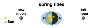 Tides, Tidal Friction, and Synchronous Rotation The Sun also affects the tides, but because of its distance, only about 1/3 as much as the Moon