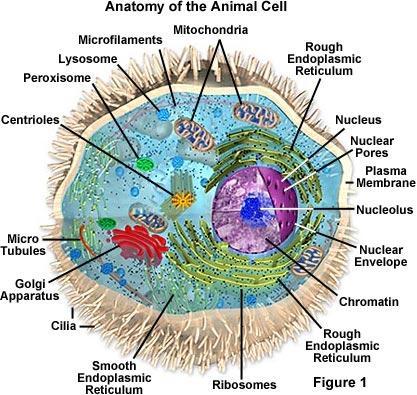 Biology 13A Lab #3: Cells and Tissues Lab #3 Table of Contents: Expected Learning Outcomes.... 28 Introduction...... 28 Activity 1: Eukaryotic Cell Structure.