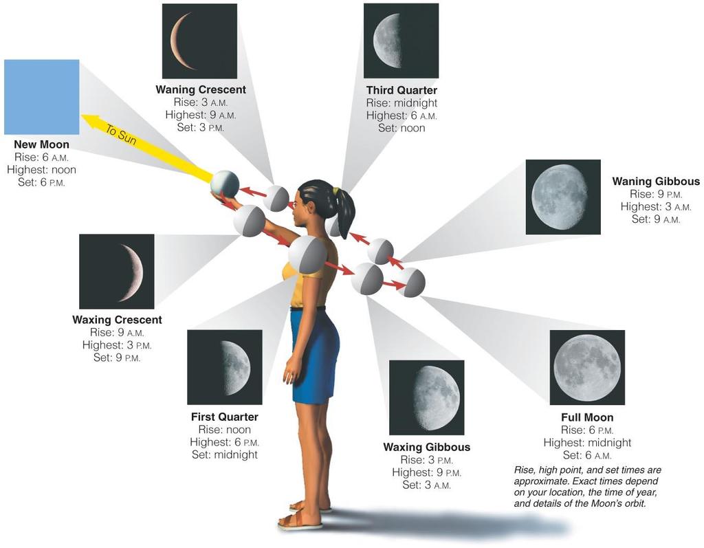 Phases of the Moon Half of Moon is illuminated by Sun and half is dark.