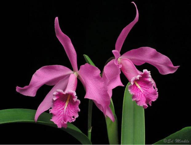 Why are Orchids Special?