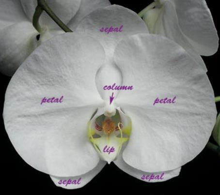 Parts in 3 s 3 sepals What is an Orchid?