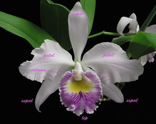 Orchid Variations Corsage Orchid Lip broad, showy Column