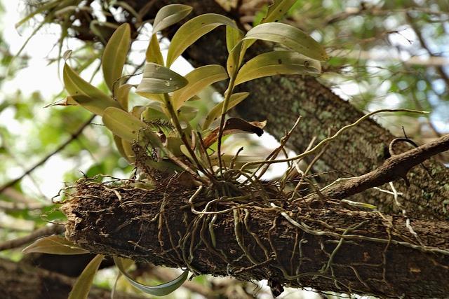 Epiphytic Orchid Roots Literally on -plant, anchoring
