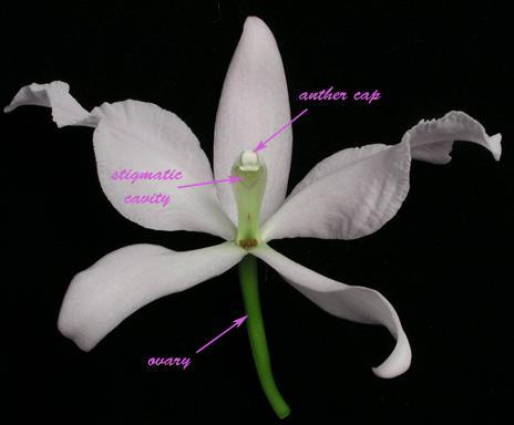 Purpose Orchid Flowers Reproduction Attract pollinator How structures work Anther cap protects pollen Anther cap removed when pollen removed Waxy pollen in 2 4 packets Pollen sticks to