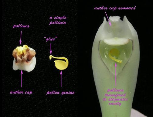 Orchid Pollination http://www.
