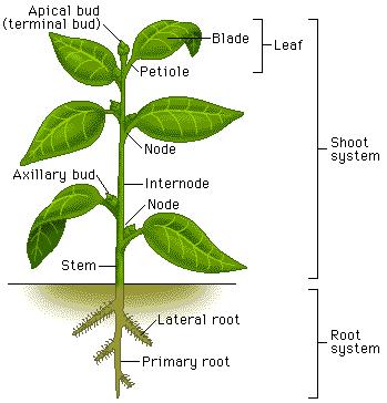 Plant Anatomy http://campus.udayton.