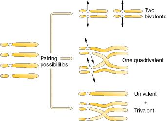 The key event is the switch from having four that form a quadrivalent at meiosis, to having two pairs of each of which forms a bivalent.