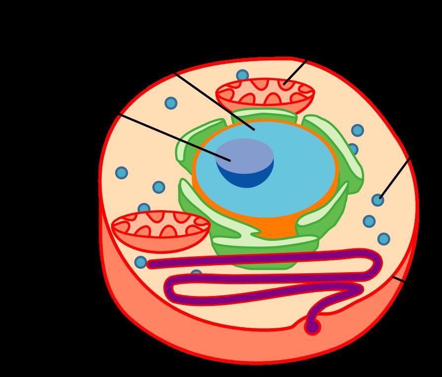 Membrane Flagellum Ribosomes Key Parts of a